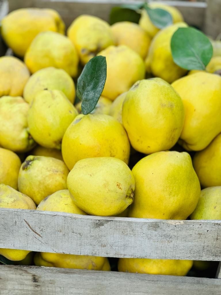 Taze Ayva ( 2 Kg )