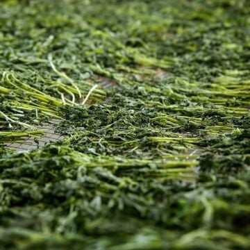 Kuru Isırgan Otu ( 50 Gram )