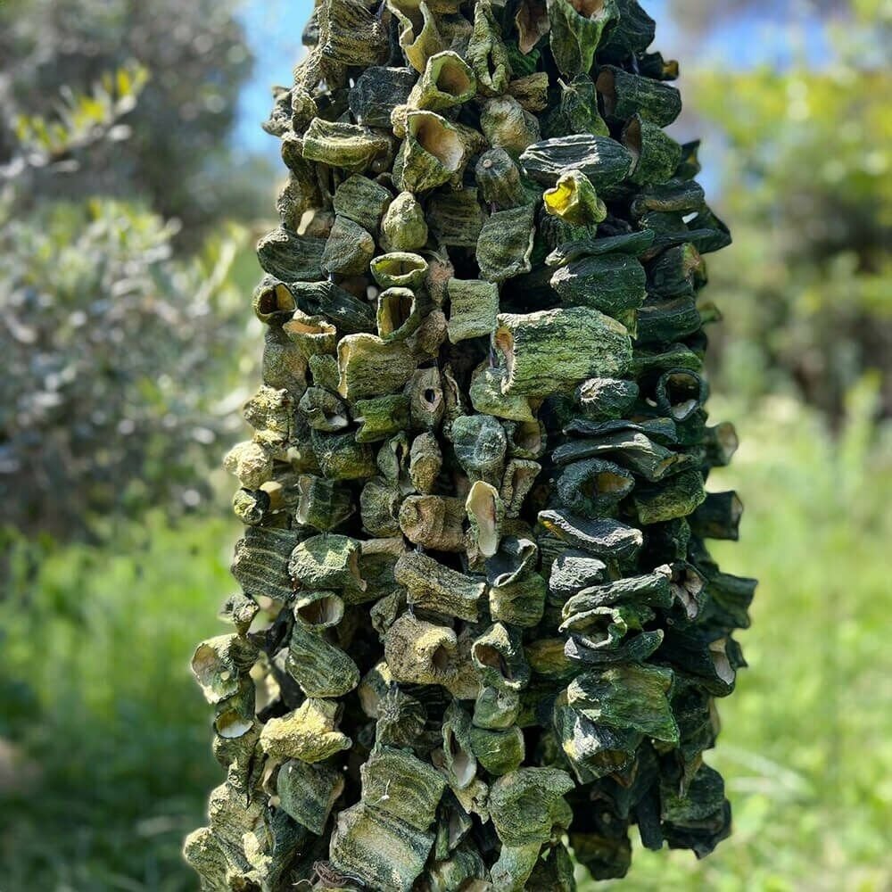 1 Dizi Dolmalık Acur