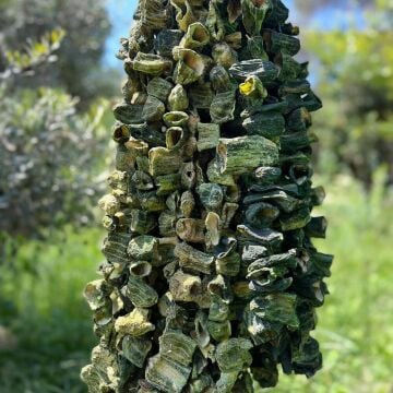 1 Dizi Dolmalık Acur