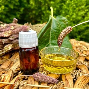 Karabaş Otu Yağı ( 20 Ml )