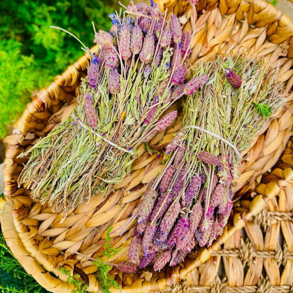 Karabaş Otu ( 1 Bağ )