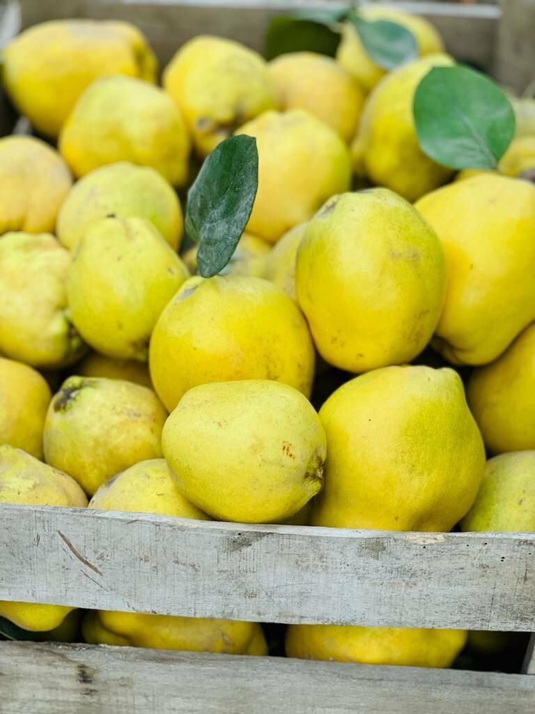 Taze Ayva ( 2 Kg )