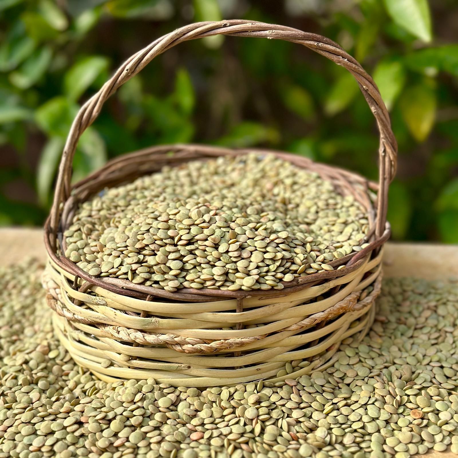 Yeşil Mercimek ( 1 Kg )